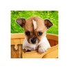 Dog Puzzles icon