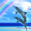 Dolphin Rainbow Trial icon