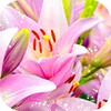 Pink Lilies Theme icon