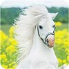 Horse Wallpaper icon