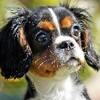 Cavalier King Charles Spaniels icon