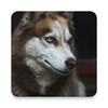 Icono de Husky dog Wallpaper HD Themes