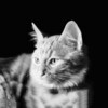 Pictogramă Talking Lovely Cat