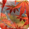 Autumn Tree Free icon