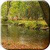 Rain in the forest Video LWP simgesi