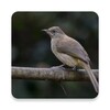 Icono de Bulbul Bird Sounds