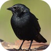 Blackbird songs icon