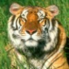 Icon von Tiger Live Wallpaper