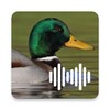 Duck Calls icon