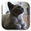 أيقونة British Shorthair