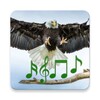 Animal and bird sounds icon