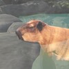 ไอคอน Capybara Zoo