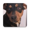 Dog sounds icon