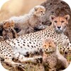 Wild Attack Cheetah Simulator icon