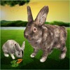 Ultimate Rabbit Simulator Game icon