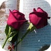 love roses with phrases icon