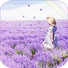 Lavender icon