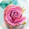 Icona di Rose Wallpapers