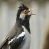 Suara Burung Jalak Suren Terbaru icon