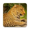 Wild Animals Documentary icon