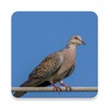 أيقونة Spotted dove sounds ~ Sboard.p