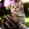 Cat Wallpaper HD icon