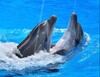 Icon von Happy Dolphins Screensaver