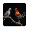 Icono de Red Junglefowl and Bird Sounds
