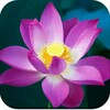 أيقونة Lotus Wallpaper HD