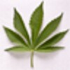 Weed Wallpapers and Pictures icon