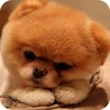 Puppy Wallpaper icon