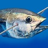 Icono de Spearfishing Simulator