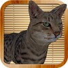 Kitty Cat Simulator icon