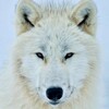 White Wolf Wallpapers icon