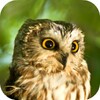 Owl Sounds icon