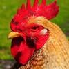 Rooster Sounds - Morning Alarm icon
