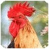 Listen to Animal Sounds - Free icon