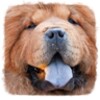 Nom de Chien icon