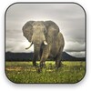 Elephant Video Wallpaper icon