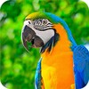 Parrot Wallpapers 4K icon