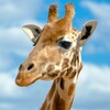 Giraffe Wallpapers icon