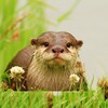 Icono de The Otter