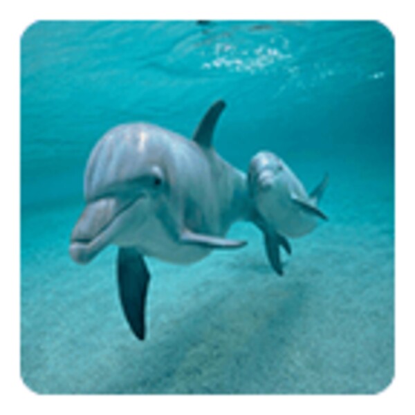 Dolphins Live Wallpaper for Android - Download the APK from Uptodown