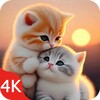 Cute Cat Wallpaper Live HD 4K icon