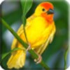 3D Birds icon