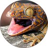 Gecko Sounds icon