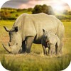 Rhino Wild Life Simulator 3D icon