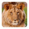 Lion Live Wallpaper HD icon