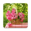 Le Rose Puzzle icon