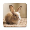 Rabbit and Bunny Sounds icon